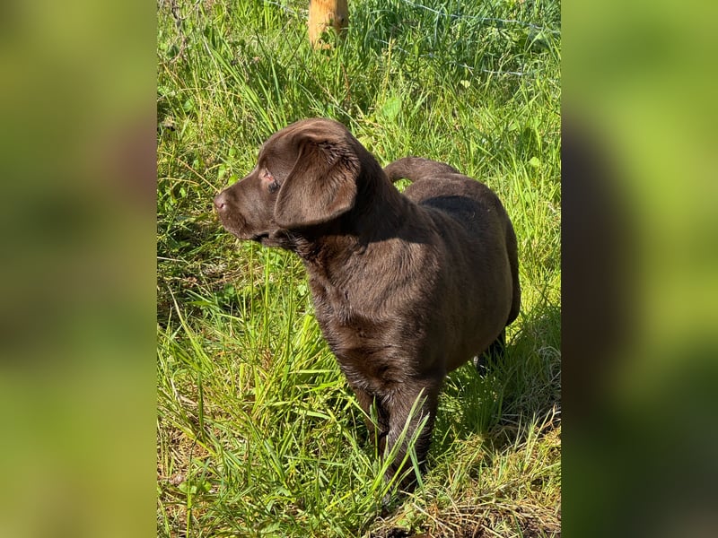Labrador Welpen