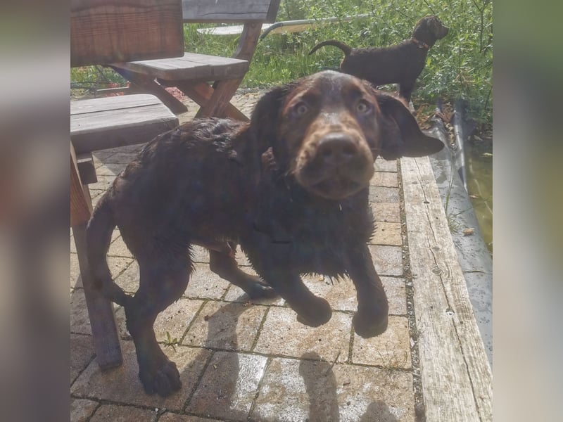 Labrador Welpen