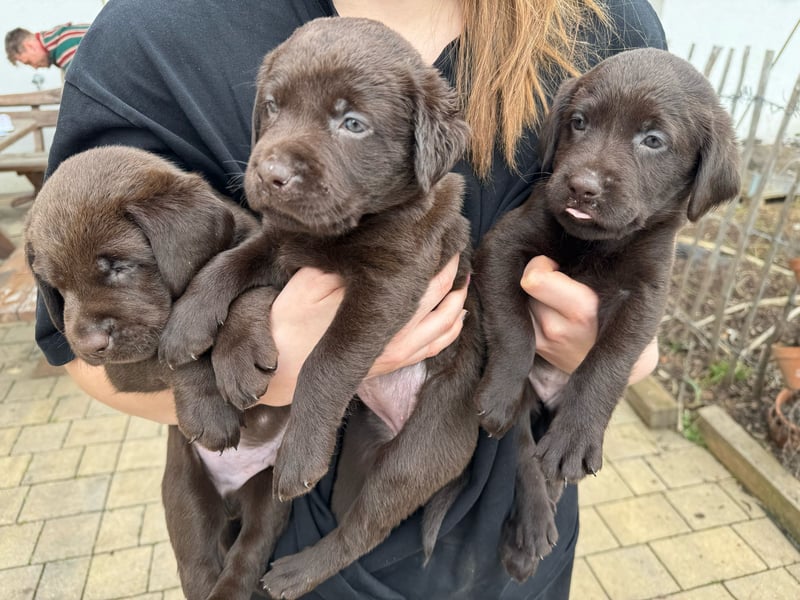 Labrador Welpen