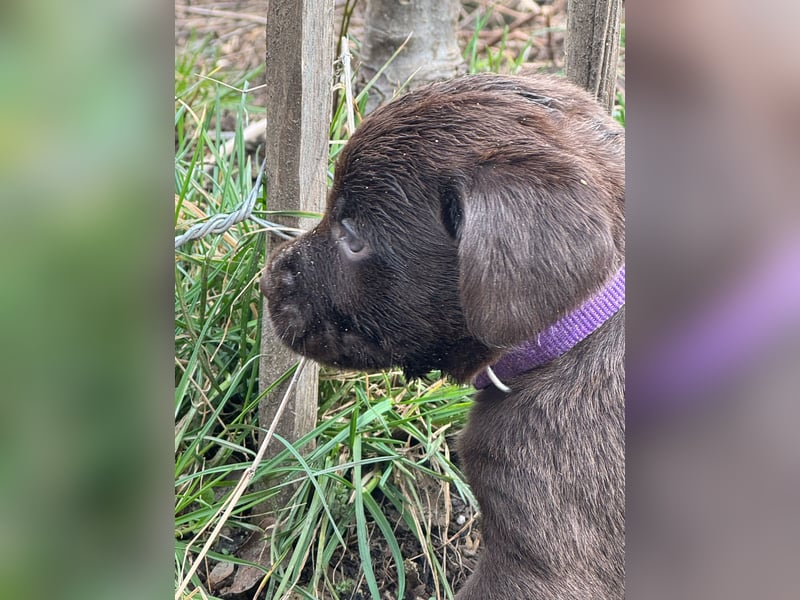 Labrador Welpen