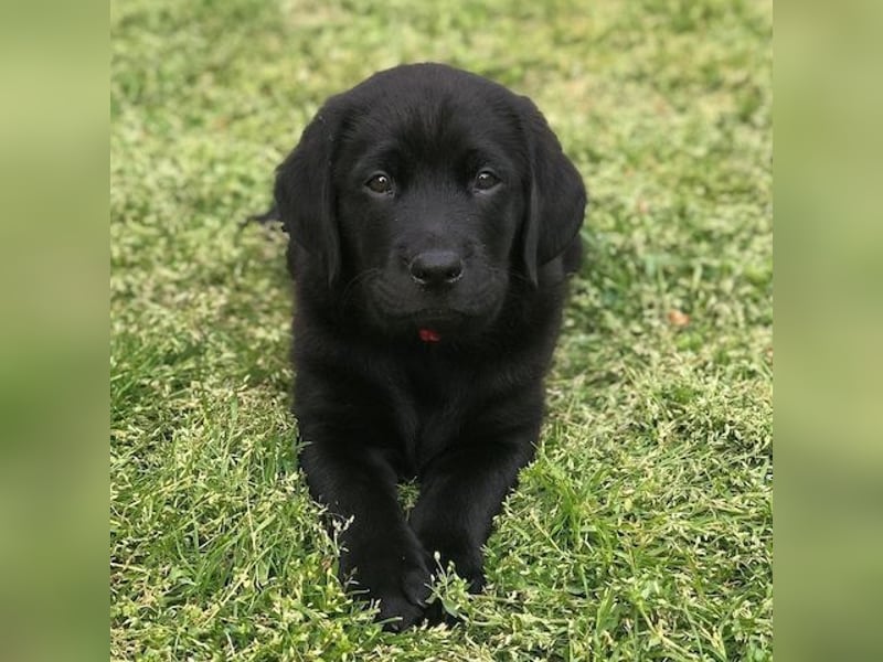 Schöne Labrador-Welpen verfügbar.