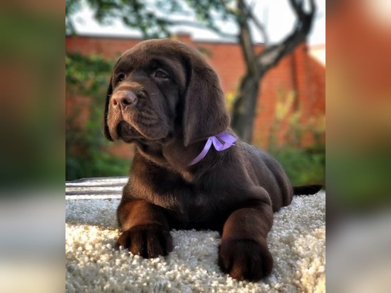 Schöne Labrador-Welpen verfügbar.