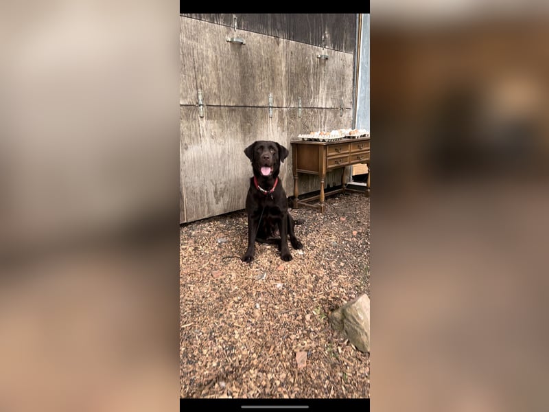 Labrador Hündin