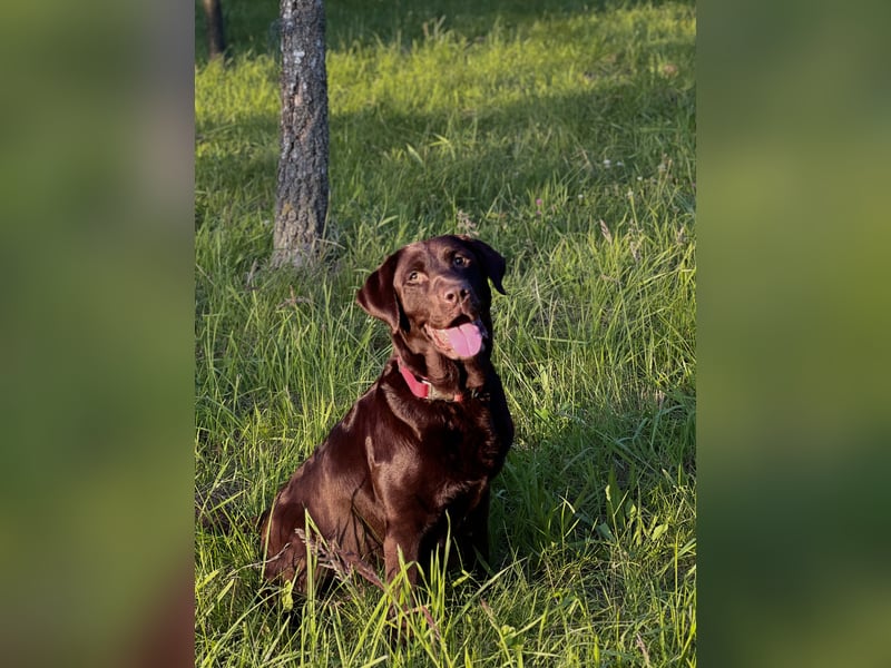 Labrador Hündin