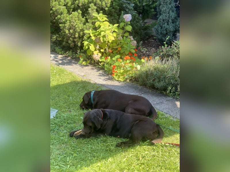 Labrador Hündin