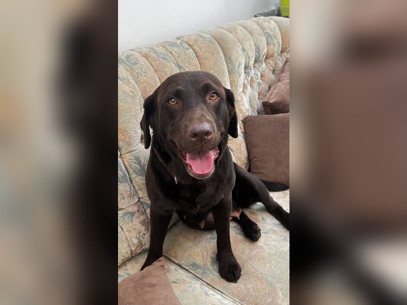Labrador Hündin