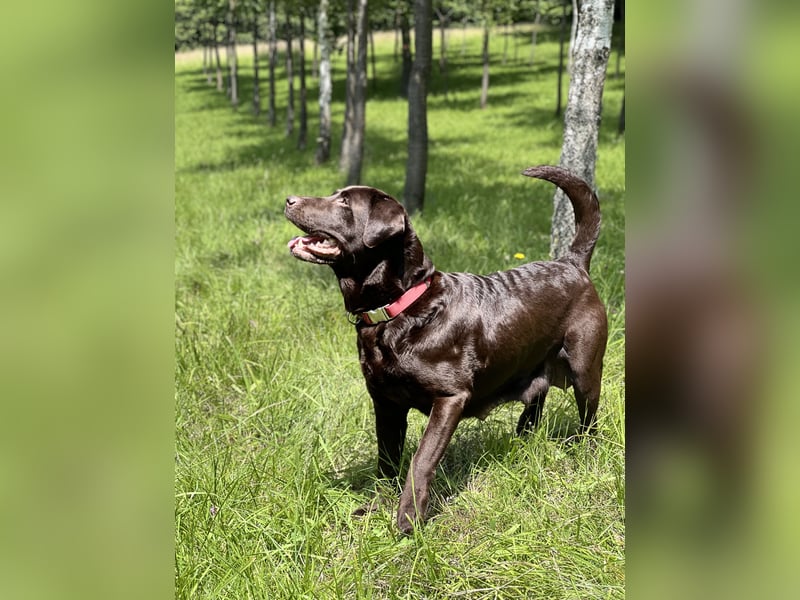 Labrador Hündin