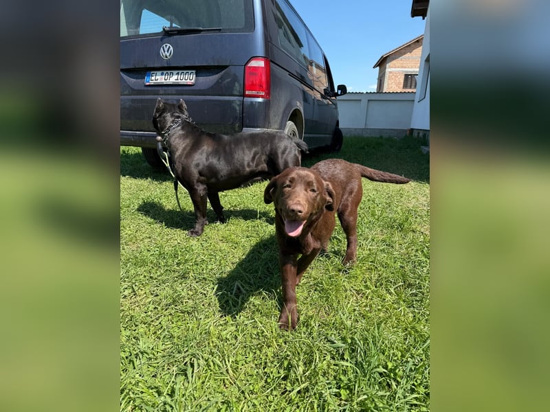 Braune Labrador Retriever Hündin mit Stammbaum zu verkaufen