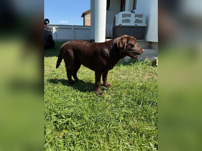 Braune Labrador Retriever Hündin mit Stammbaum zu verkaufen