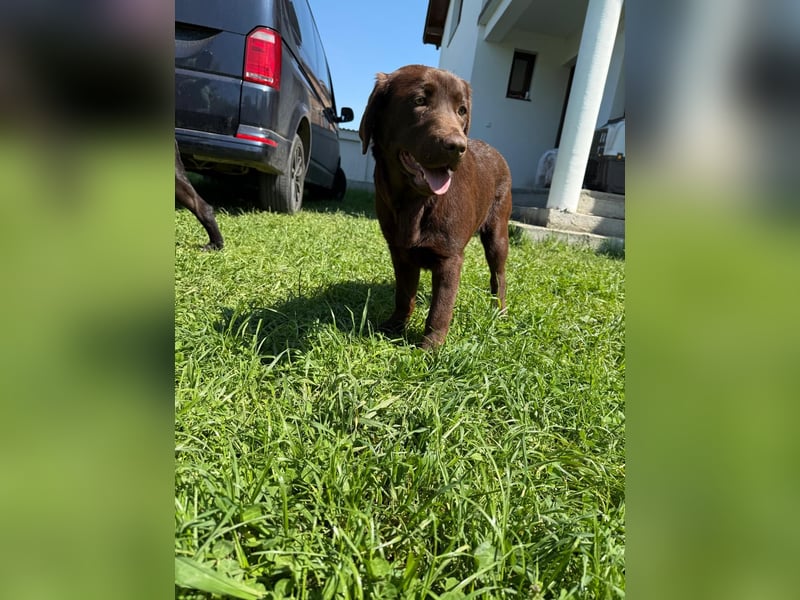Braune Labrador Retriever Hündin mit Stammbaum zu verkaufen