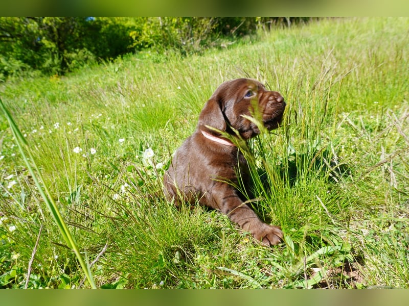 5 Labrador Welpen in braun, schwarz, gestromt und black und tan