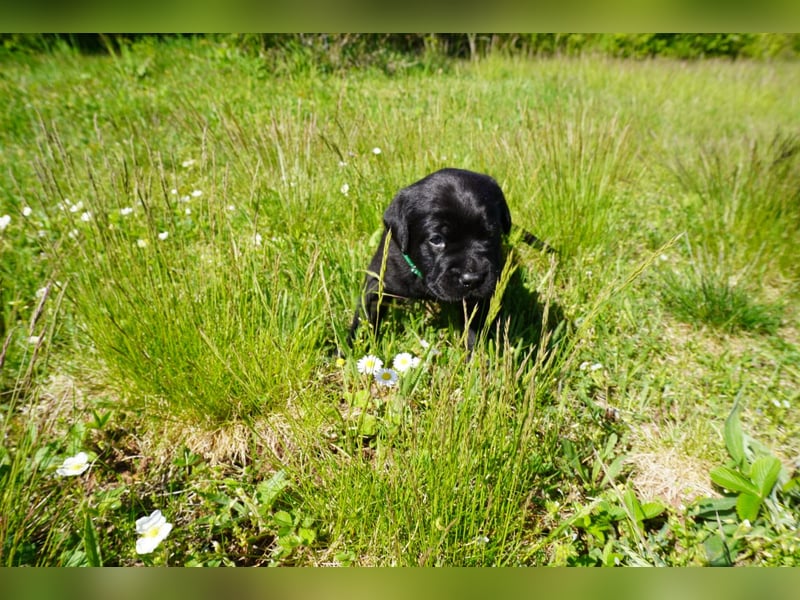 5 Labrador Welpen in braun, schwarz, gestromt und black und tan