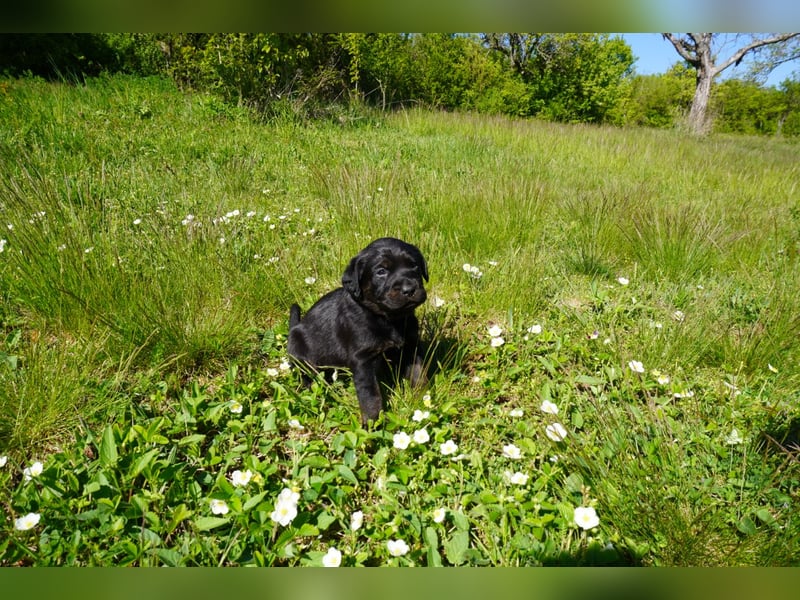 5 Labrador Welpen in braun, schwarz, gestromt und black und tan