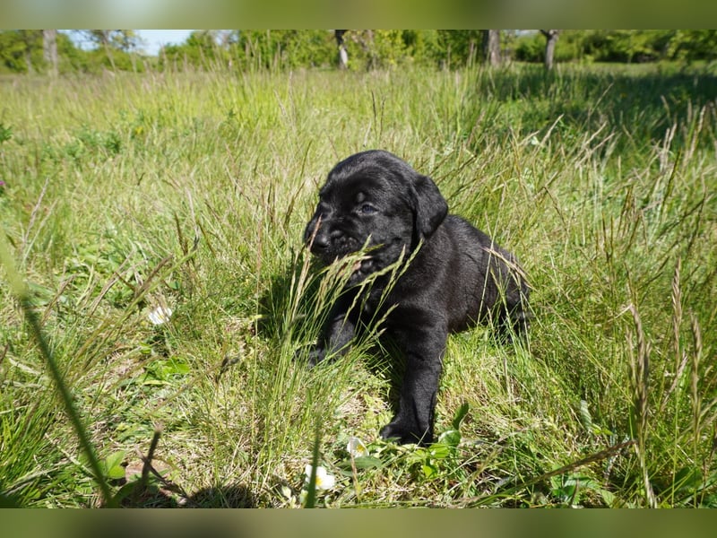 5 Labrador Welpen in braun, schwarz, gestromt und black und tan