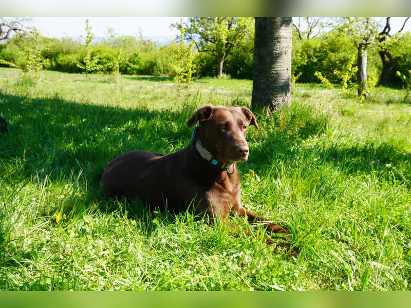 5 Labrador Welpen in braun, schwarz, gestromt und black und tan