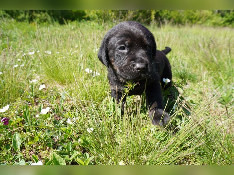 5 Labrador Welpen in braun, schwarz, gestromt und black und tan