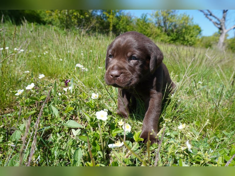 5 Labrador Welpen in braun, schwarz, gestromt und black und tan