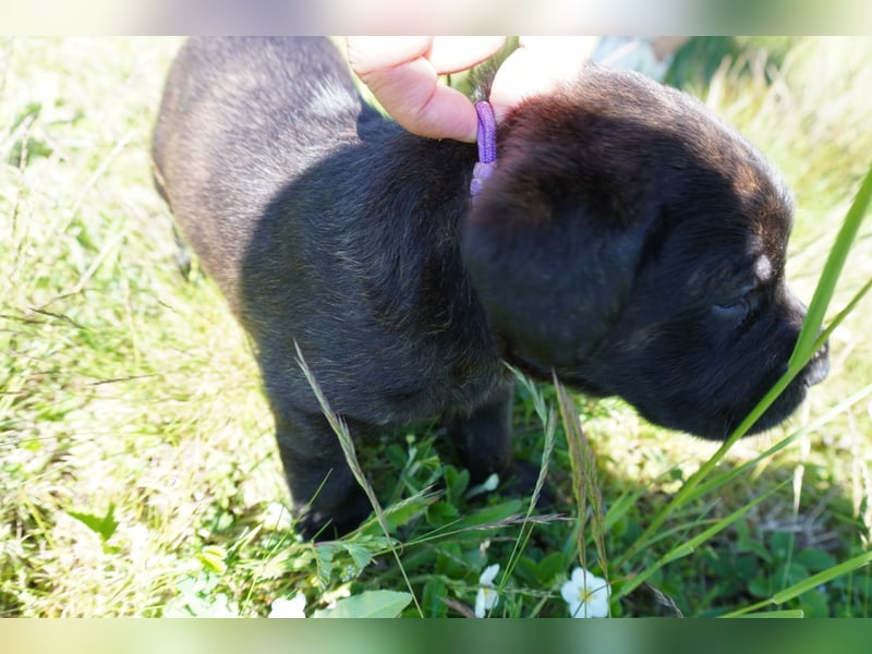 5 Labrador Welpen in braun, schwarz, gestromt und black und tan