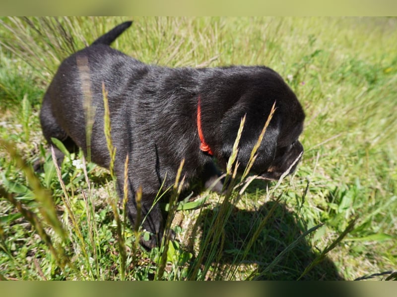 5 Labrador Welpen in braun, schwarz, gestromt und black und tan