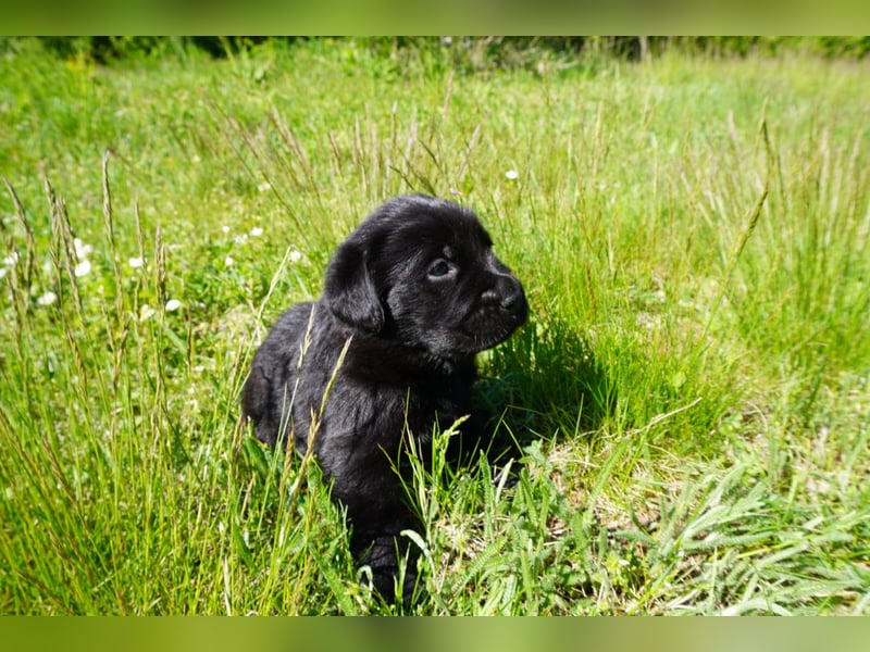 5 Labrador Welpen in braun, schwarz, gestromt und black und tan