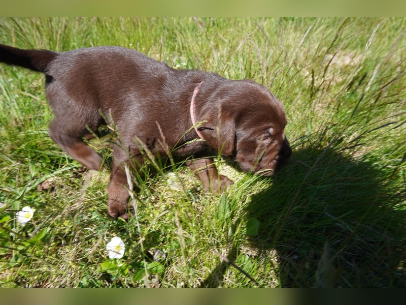 5 Labrador Welpen in braun, schwarz, gestromt und black und tan