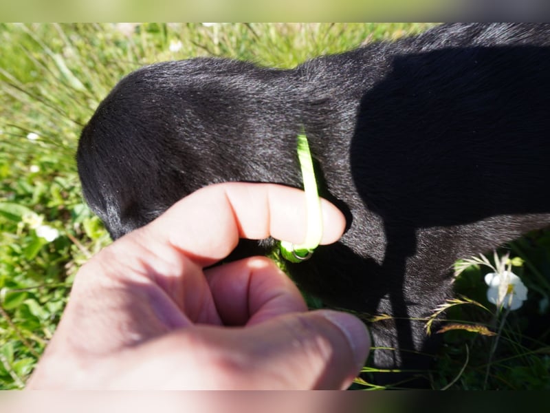 5 Labrador Welpen in braun, schwarz, gestromt und black und tan