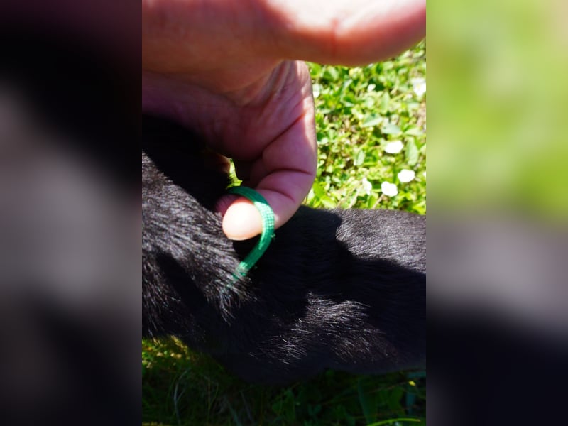 5 Labrador Welpen in braun, schwarz, gestromt und black und tan