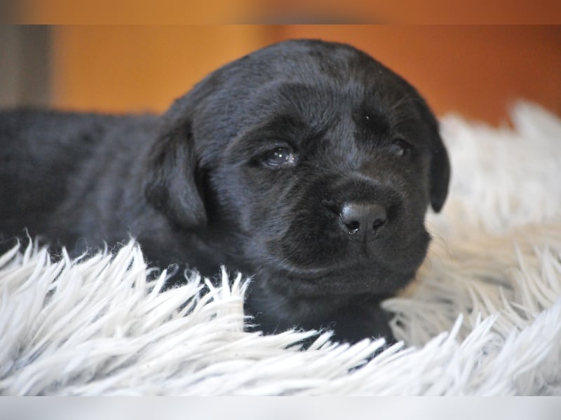 Wir erwarten Labrador Welpen in schwarz,  gelb, schoko.