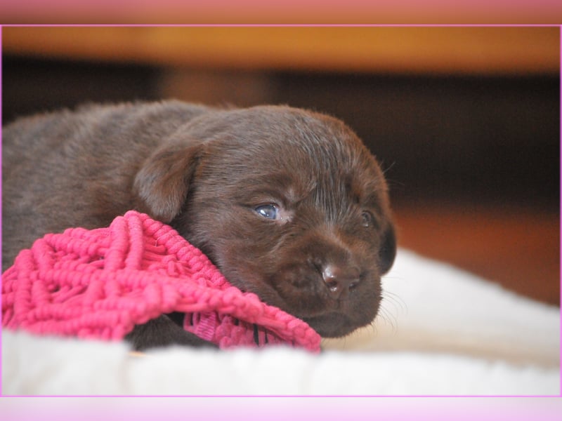 Wir erwarten Labrador Welpen in schwarz,  gelb, schoko.