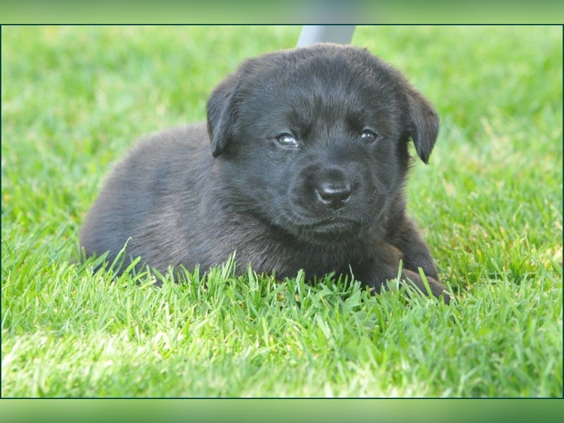 Wir erwarten Labrador Welpen in schwarz,  gelb, schoko.