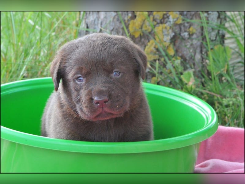 Wir erwarten Labrador Welpen in schwarz,  gelb, schoko.