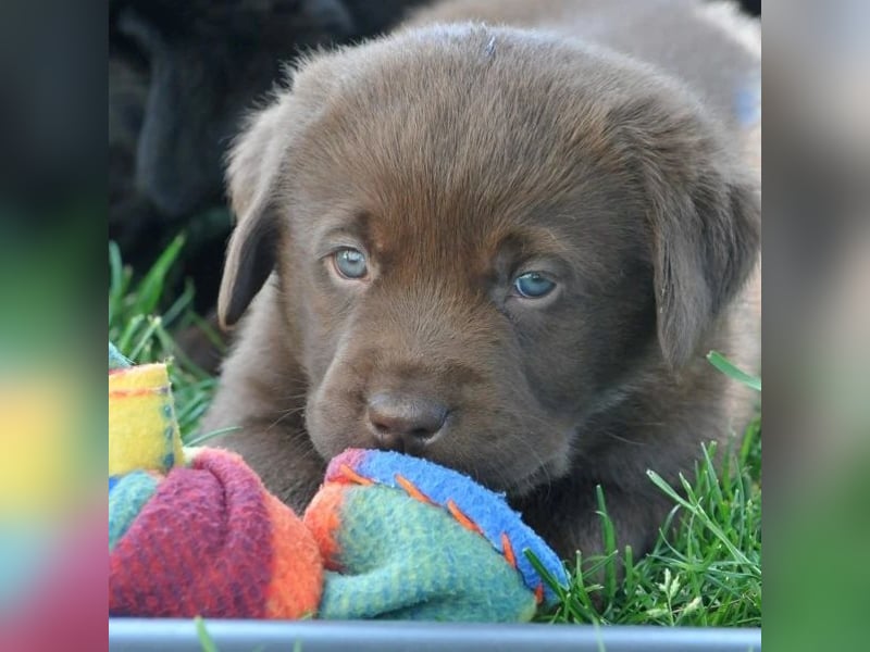 Wir erwarten Labrador Welpen in schwarz,  gelb, schoko.