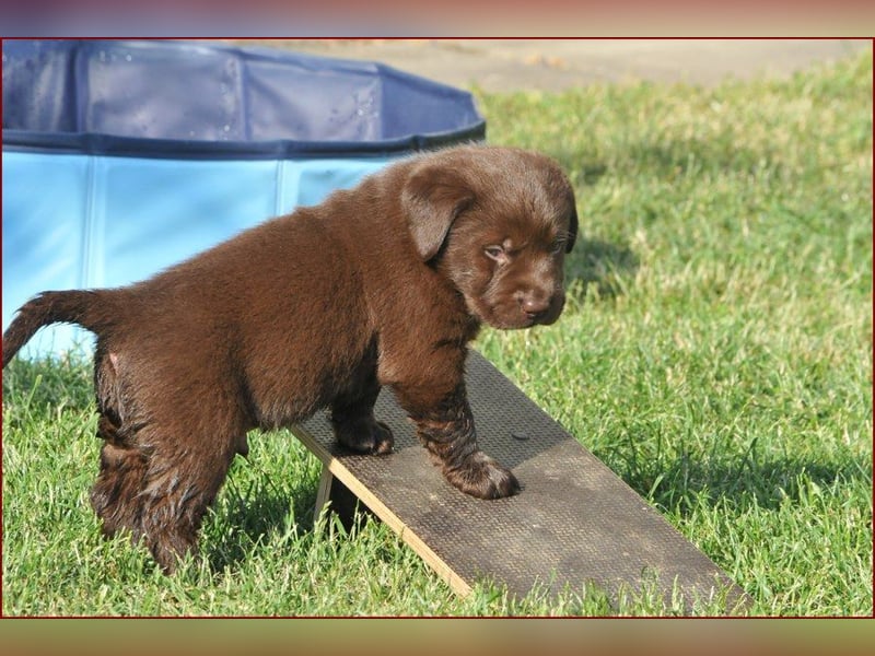 Wir erwarten Labrador Welpen in schwarz,  gelb, schoko.