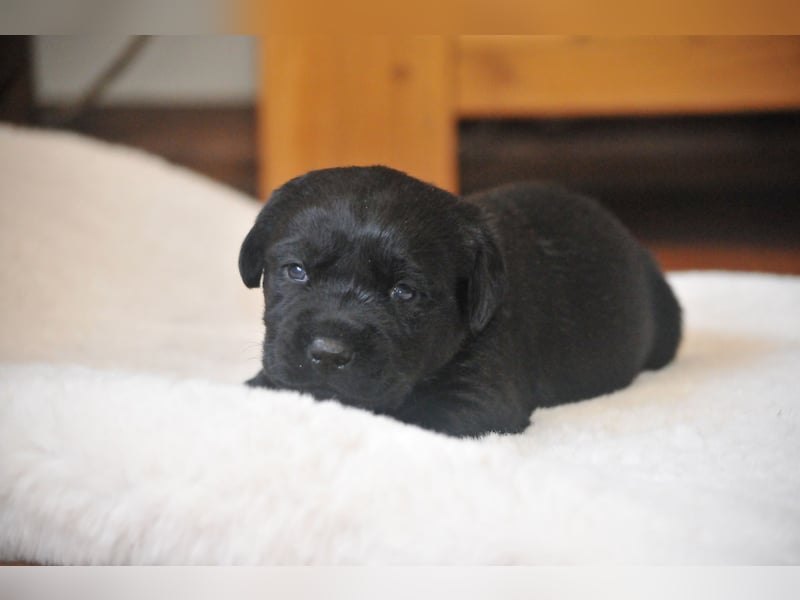 Wir erwarten Labrador Welpen in schwarz,  gelb, schoko.