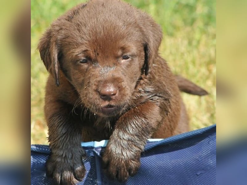 Wir erwarten Labrador Welpen in schwarz,  gelb, schoko.