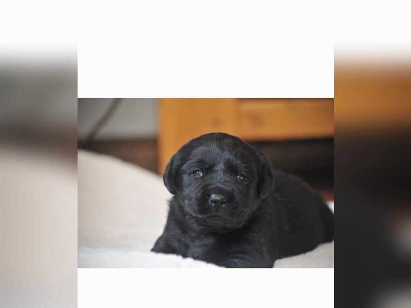 Wir erwarten Labrador Welpen in schwarz,  gelb, schoko.