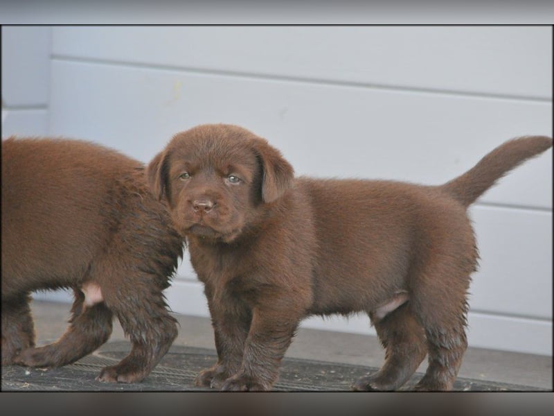 Wir erwarten Labrador Welpen in schwarz,  gelb, schoko.