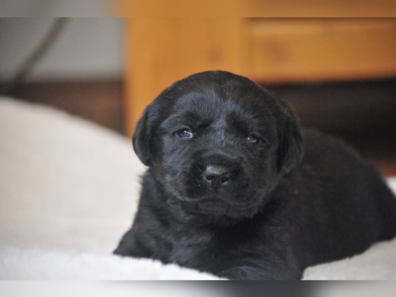Wir erwarten Labrador Welpen in schwarz,  gelb, schoko.