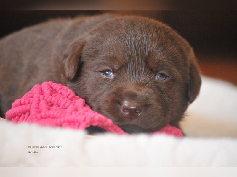 Wir erwarten Labrador Welpen in schwarz,  gelb, schoko.