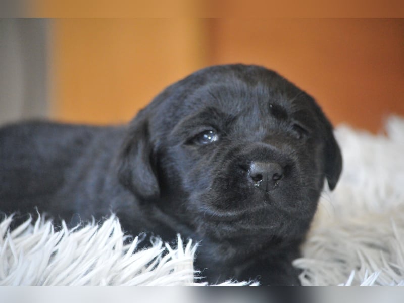 Wir erwarten Labrador Welpen in schwarz,  gelb, schoko.