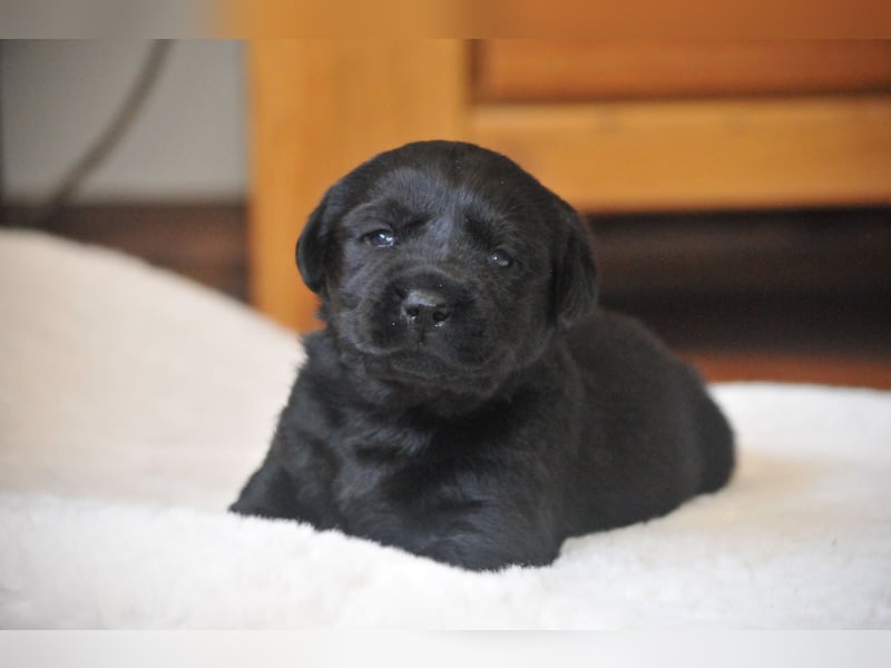 Wir erwarten Labrador Welpen in schwarz,  gelb, schoko.