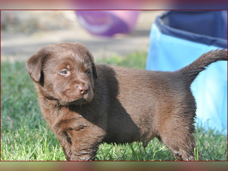 Wir erwarten Labrador Welpen in schwarz,  gelb, schoko.
