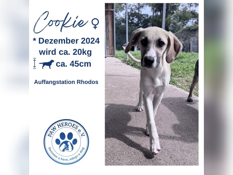 Mischlingshündin COOKIE (Dezember 2024) sucht eine Familie