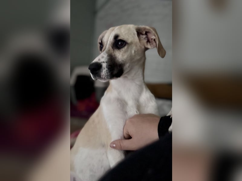 Mischlingshündin COOKIE (Dezember 2024) sucht eine Familie