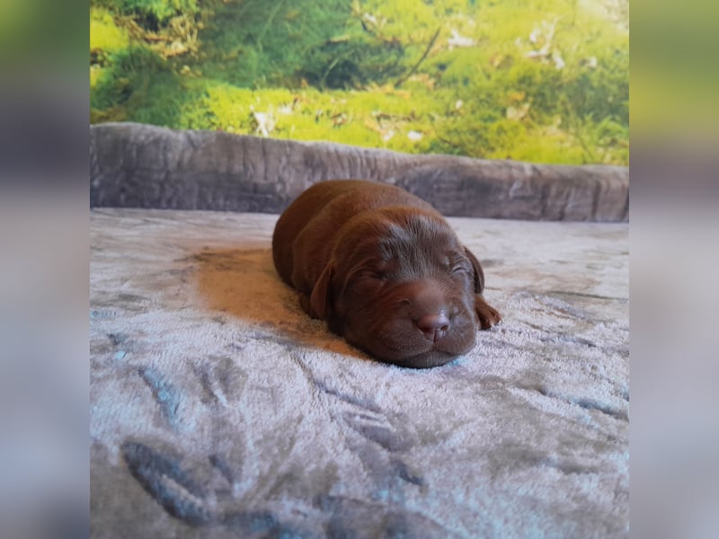 Reinrassige Labradorwelpen