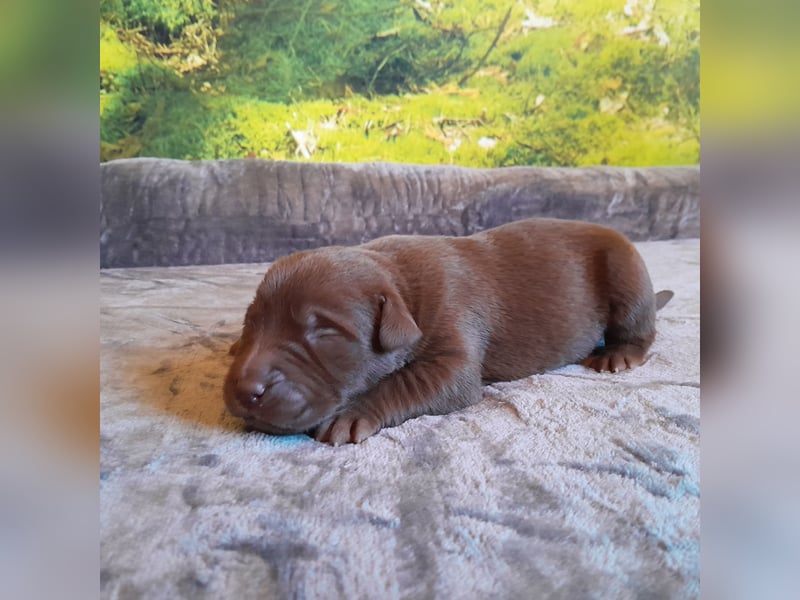 Reinrassige Labradorwelpen