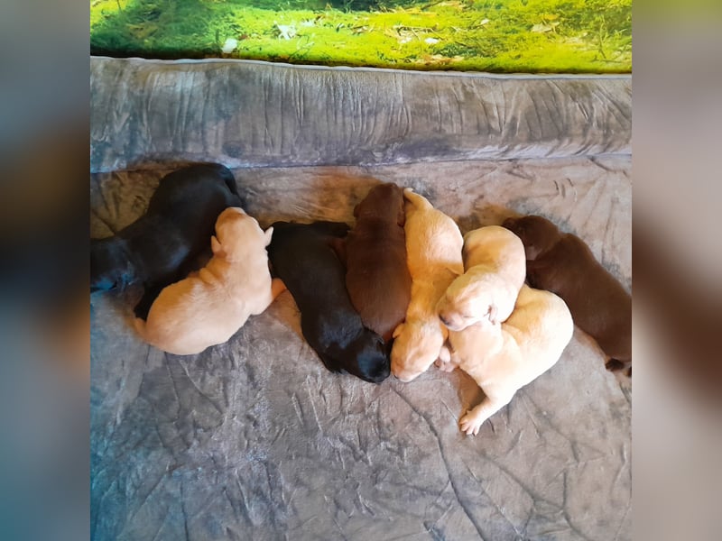 Reinrassige Labradorwelpen