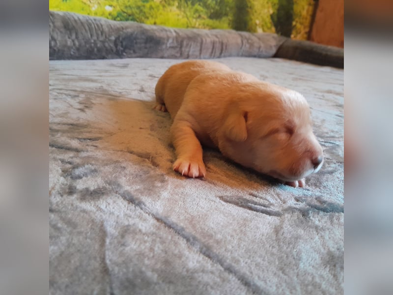 Reinrassige Labradorwelpen