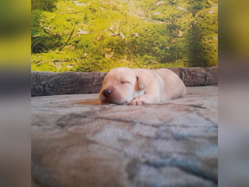 Reinrassige Labradorwelpen