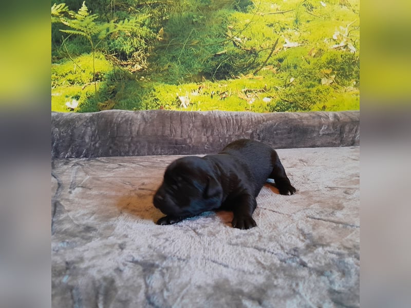Reinrassige Labradorwelpen